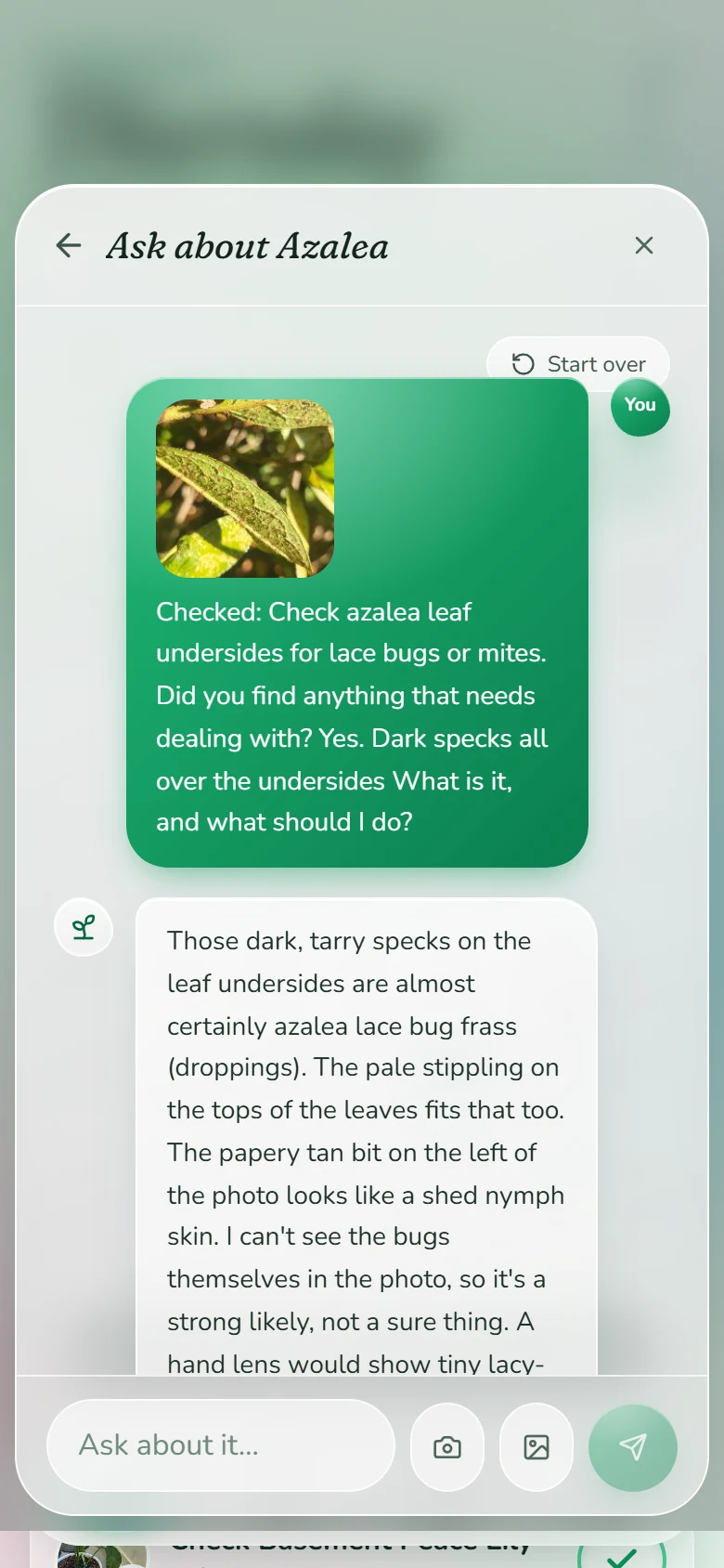 The AI's reply: most likely azalea lace bug, and what to do next