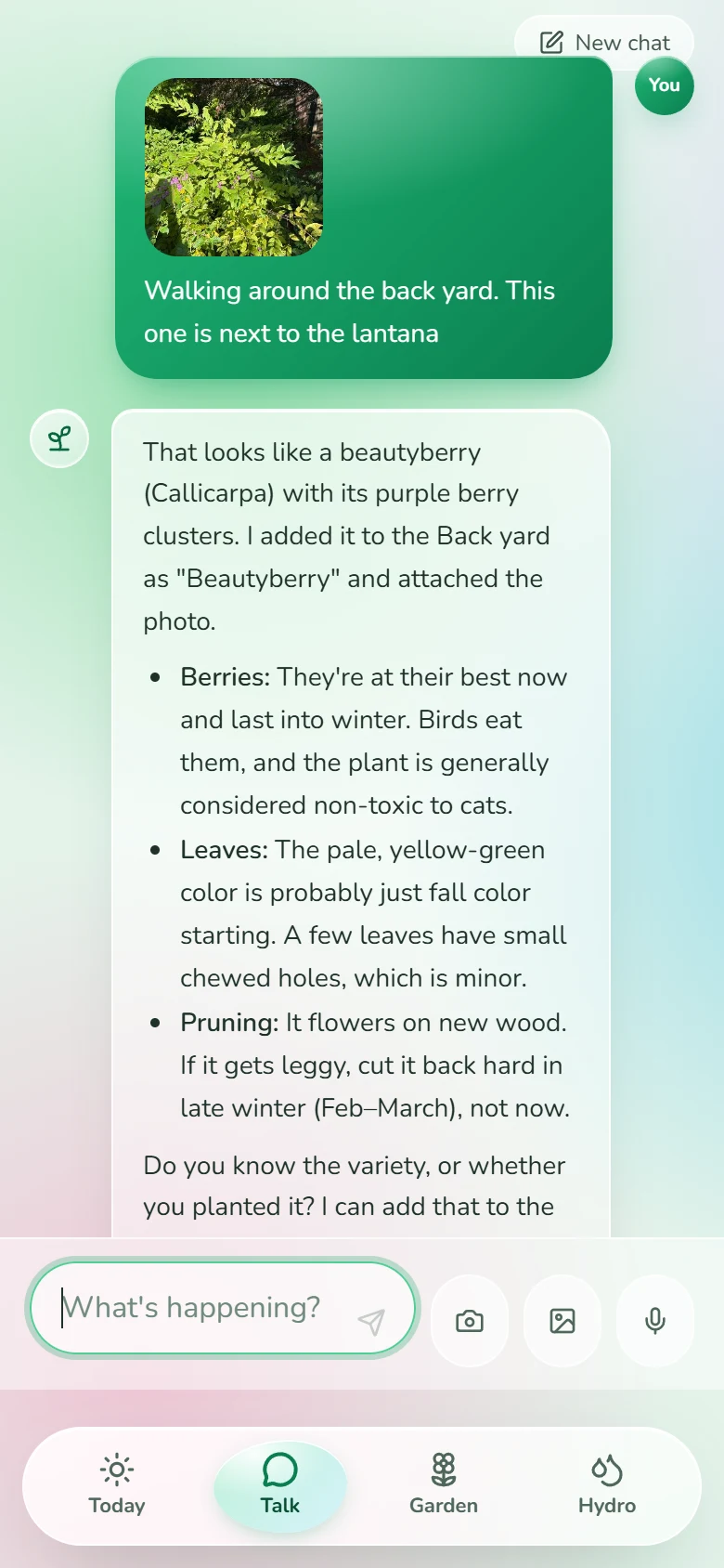 Talk: a photo of a shrub with purple berries; the reply says it's a beautyberry and adds it to the back yard